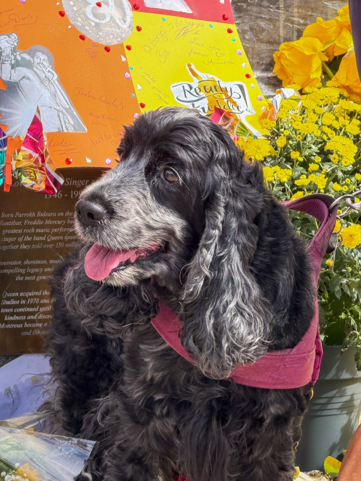 Le chien d’un fan, au pied de la statue fleurie.