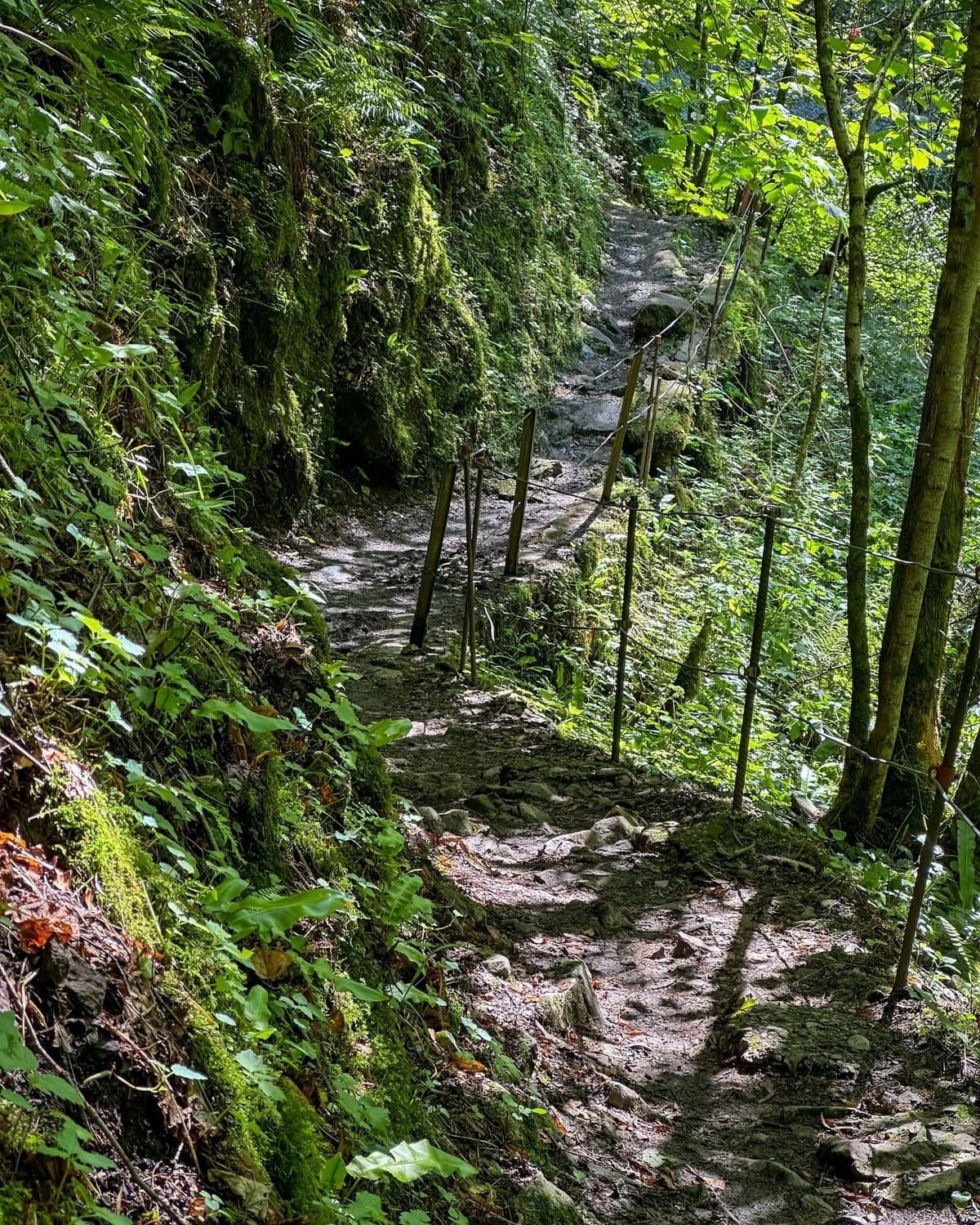 Les rochers moussus au bord du chemin.