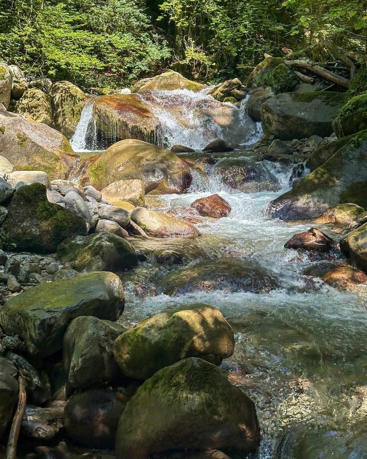 La végétation dense qui tapisse les parois de la gorge.