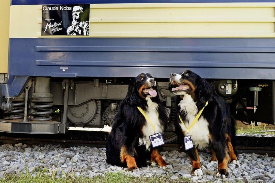 Kiku et Kuki, les bouviers bernois de Claude Nobs, ont reçu un abonnement à vie sur la ligne de Naye : ils suivaient seuls les promeneurs jusqu’au sommet.